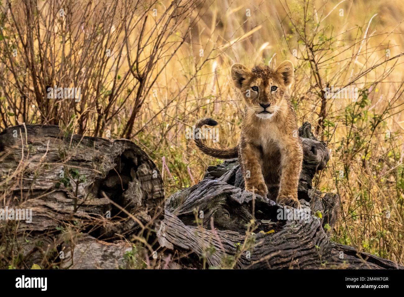 Lion cubs playing. Photographed in Tanzania in August Stock Photo