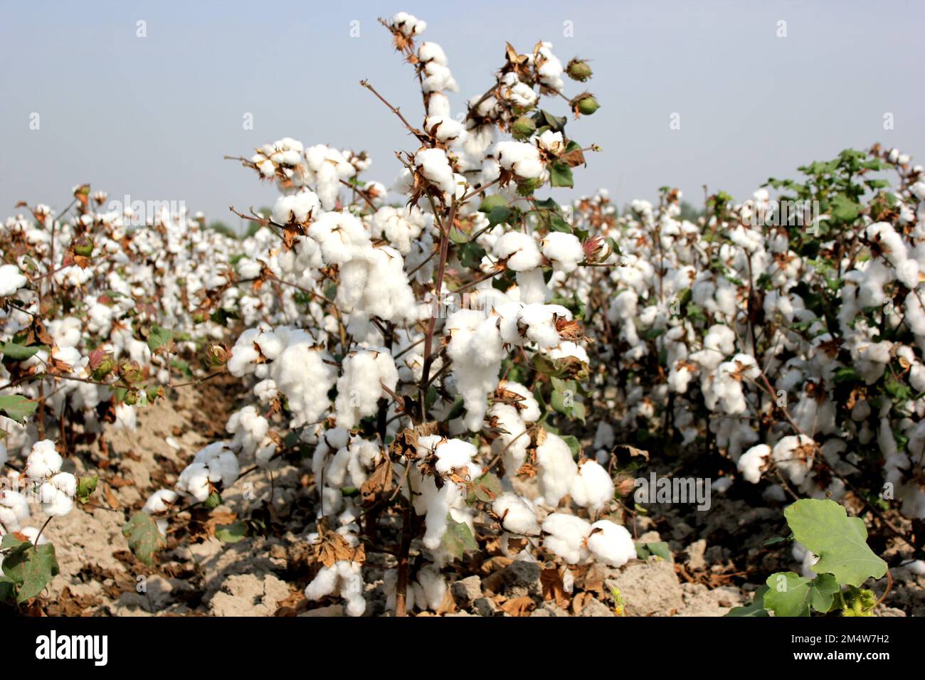 Cotton field farm in Uzbekistan Stock Photo Alamy