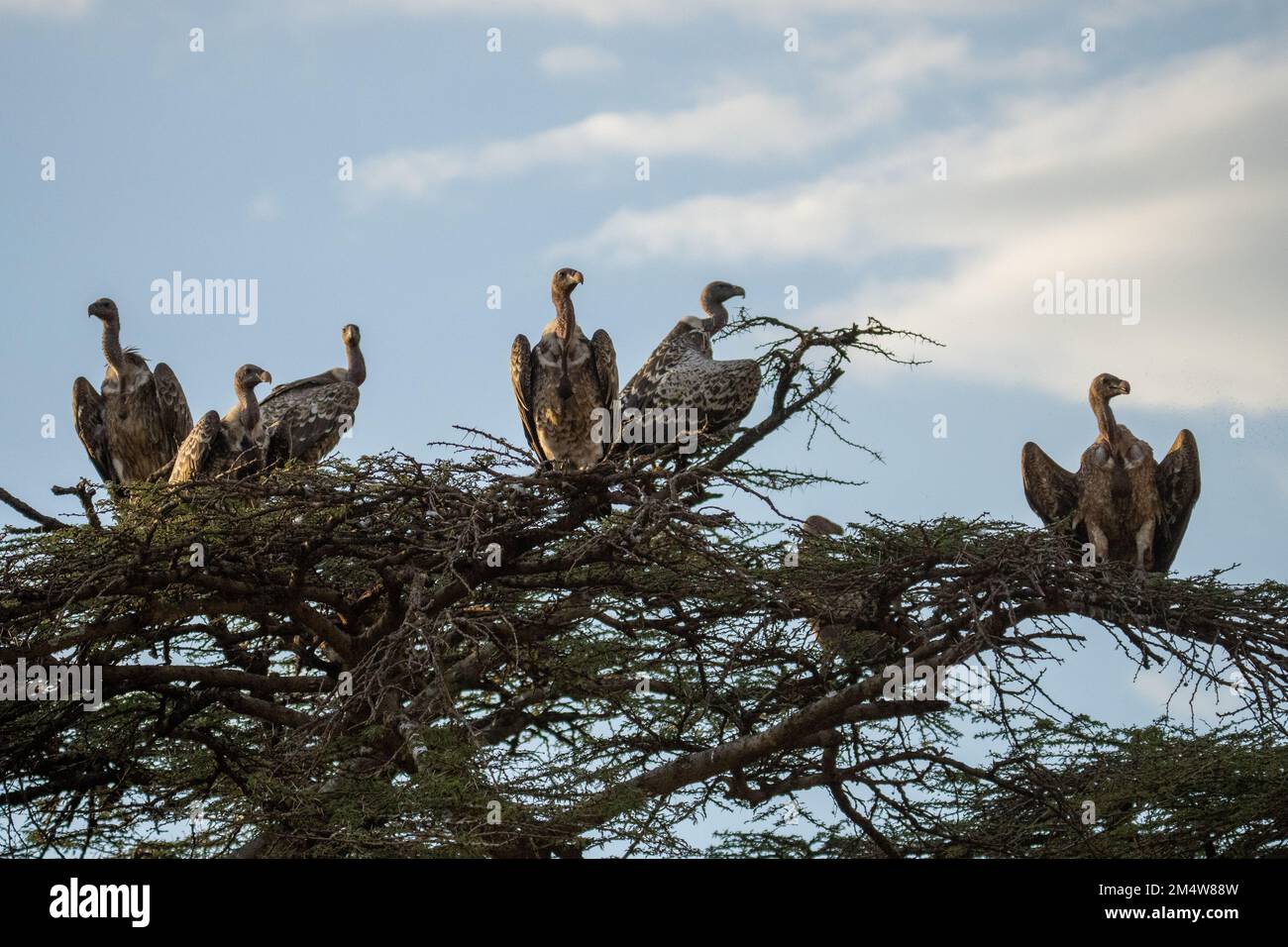 Ruppell's vulture (Gyps rueppellii) on a treetop. This large vulture, also known as Rupell's Griffon, inhabits arid and semi-arid parts of central Afr Stock Photo