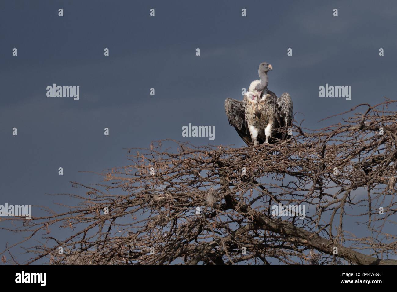 Ruppell's vulture (Gyps rueppellii) on a treetop. This large vulture, also known as Rupell's Griffon, inhabits arid and semi-arid parts of central Afr Stock Photo