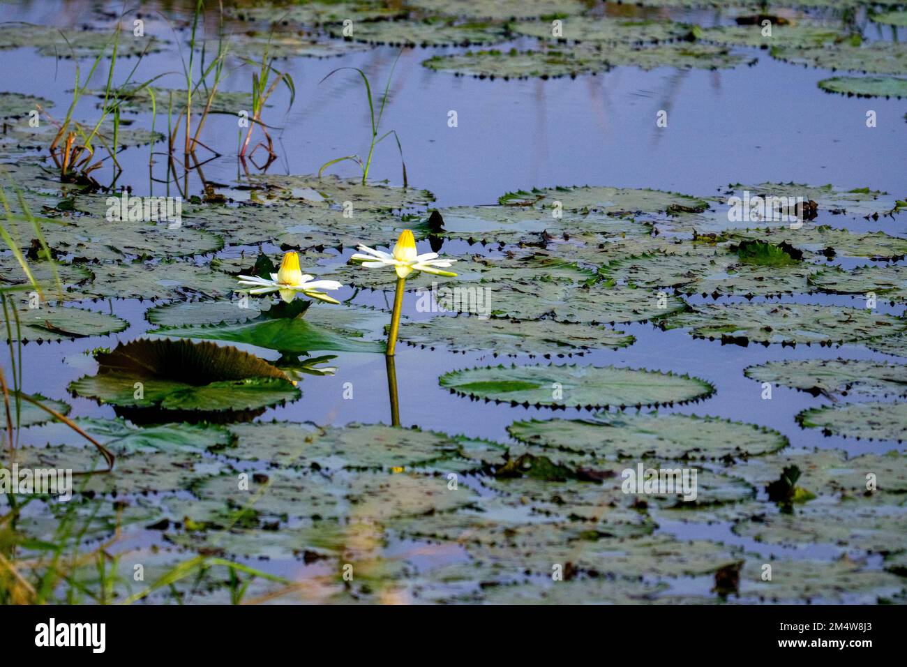 Water lily pond, Serengeti national Park, Tanzania Stock Photo