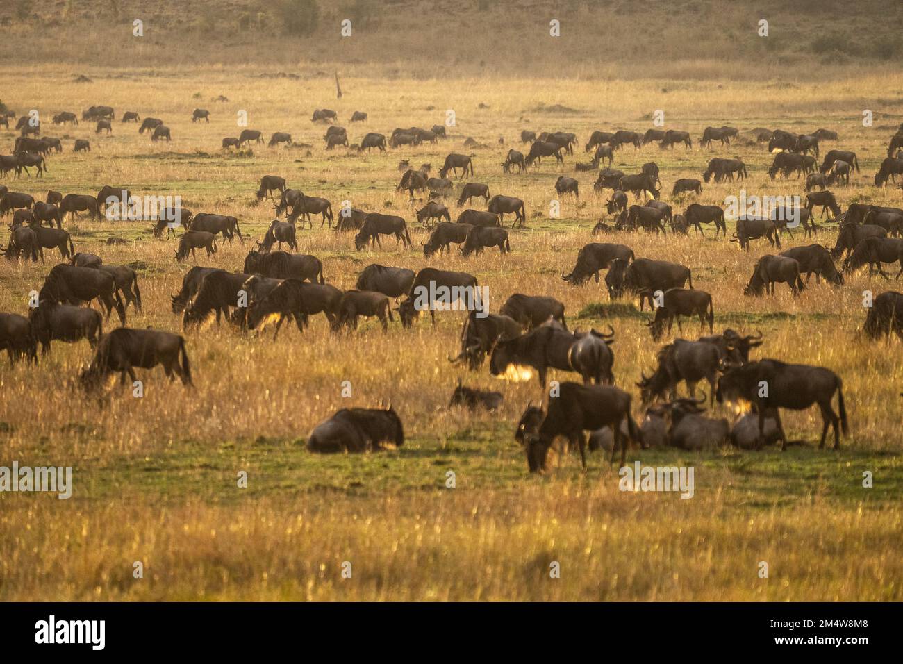 A large herd of Blue Wildebeest (Connochaetes taurinus), Serengeti, Tanzania. Stock Photo