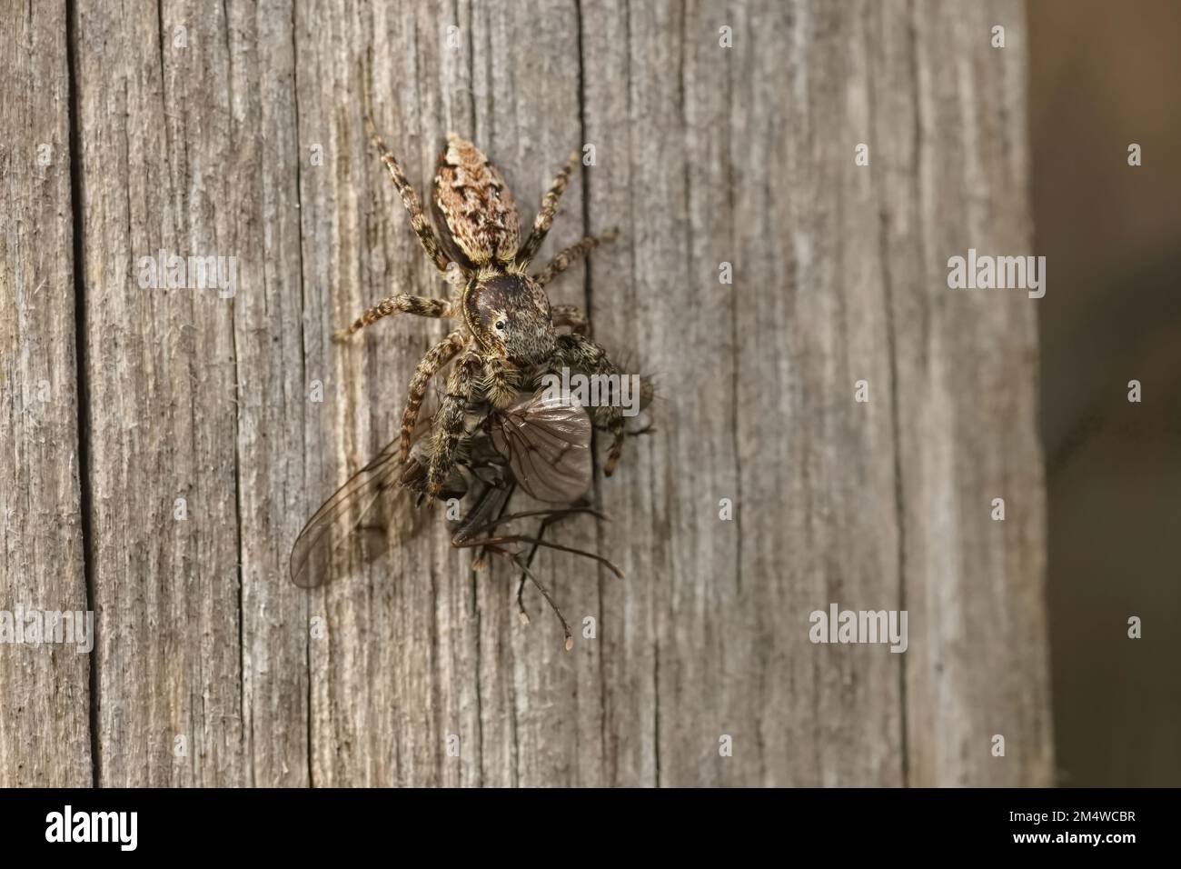 Natural closeup on a cute hairy Fencepost jumping spider, Marpissa muscosa with a prey Stock Photo
