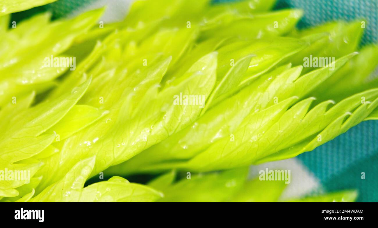 Celery leaves on green and white checkered tablecloth Stock Photo