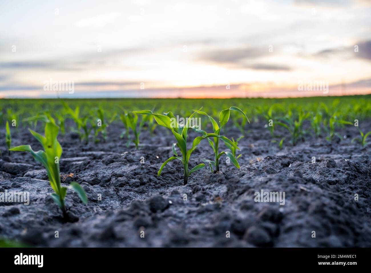 Corn seedlings are growing from fertile ground in a sunset light Stock ...