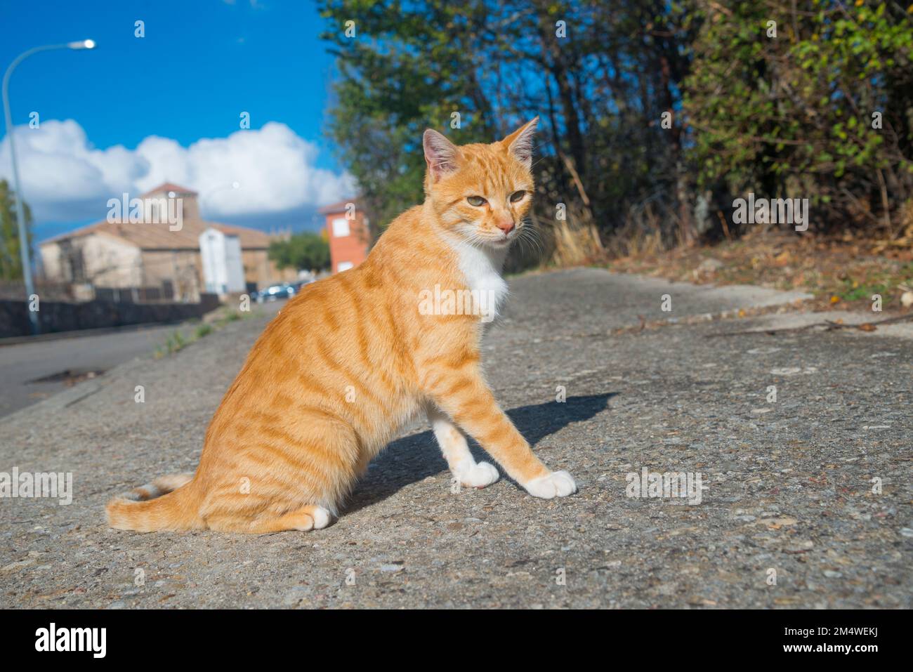 White and tabby cat in a street hi-res stock photography and images - Alamy