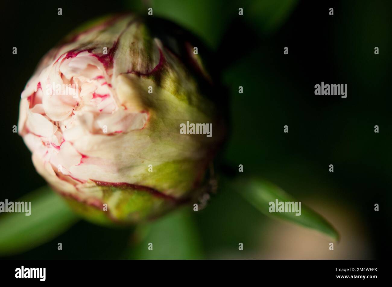Peony flower that has not bloomed yet Stock Photo Alamy