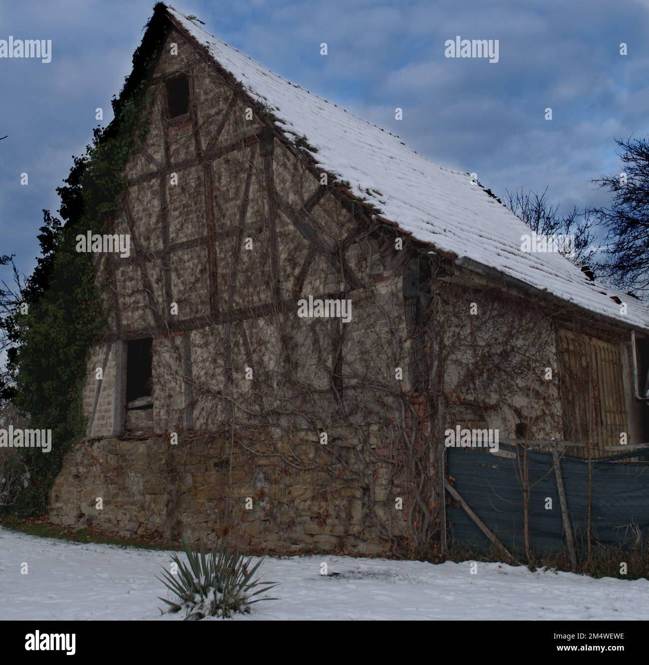Old half timber house in winter with a small plant in the foreground. Stock Photo