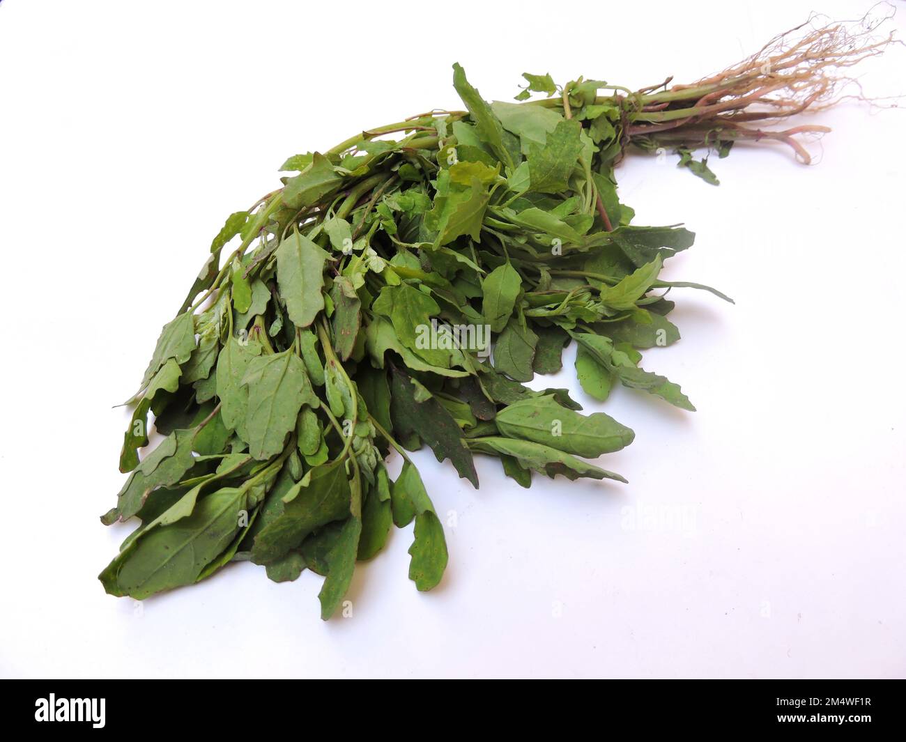 Leafy vegetable - White goose foot. Scientific name - Chenopodium album. It is extensively cultivated and consumed in North and Northeast India. Stock Photo