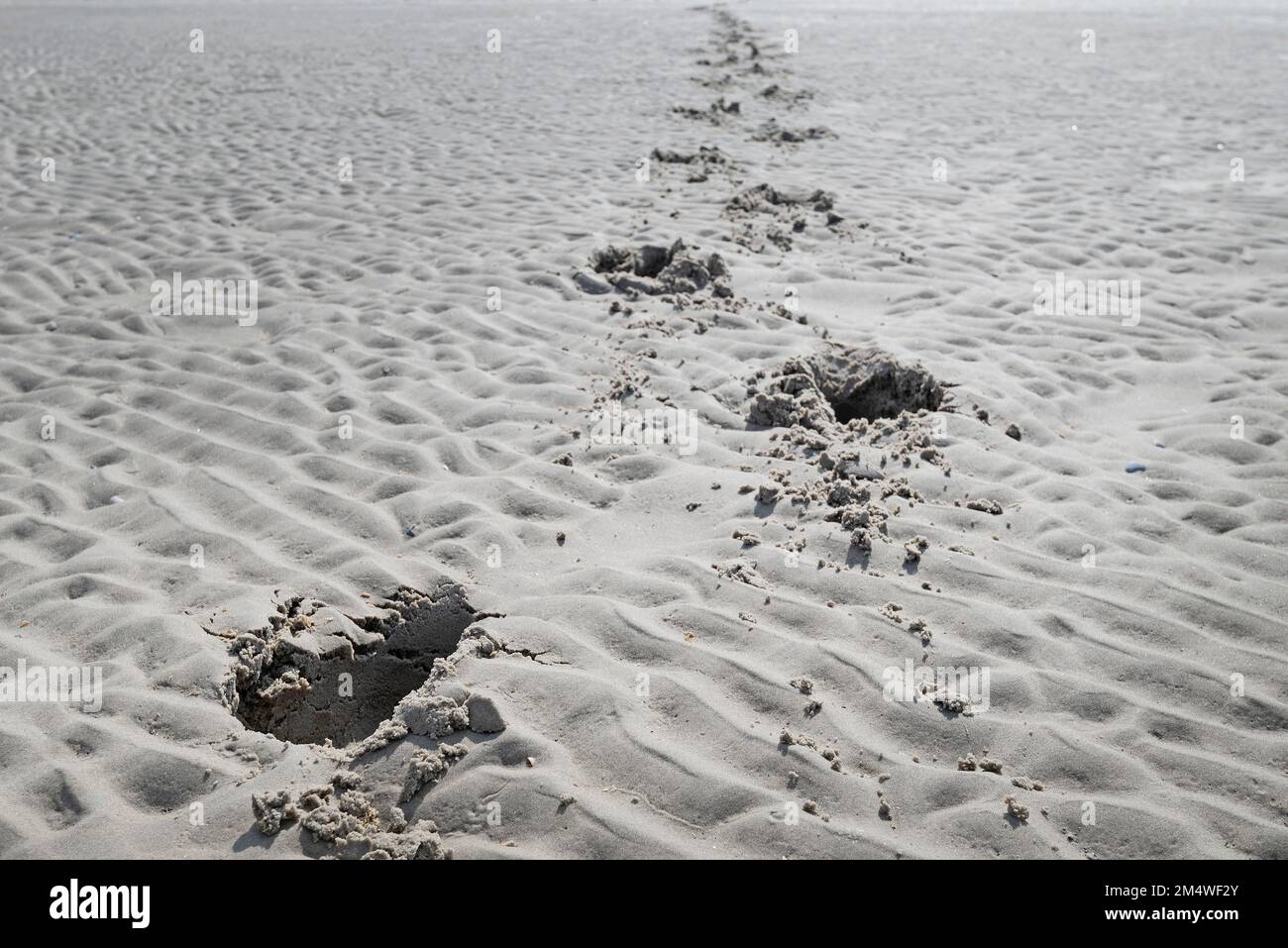 Deep footprints in the sand at a beach Stock Photo Alamy