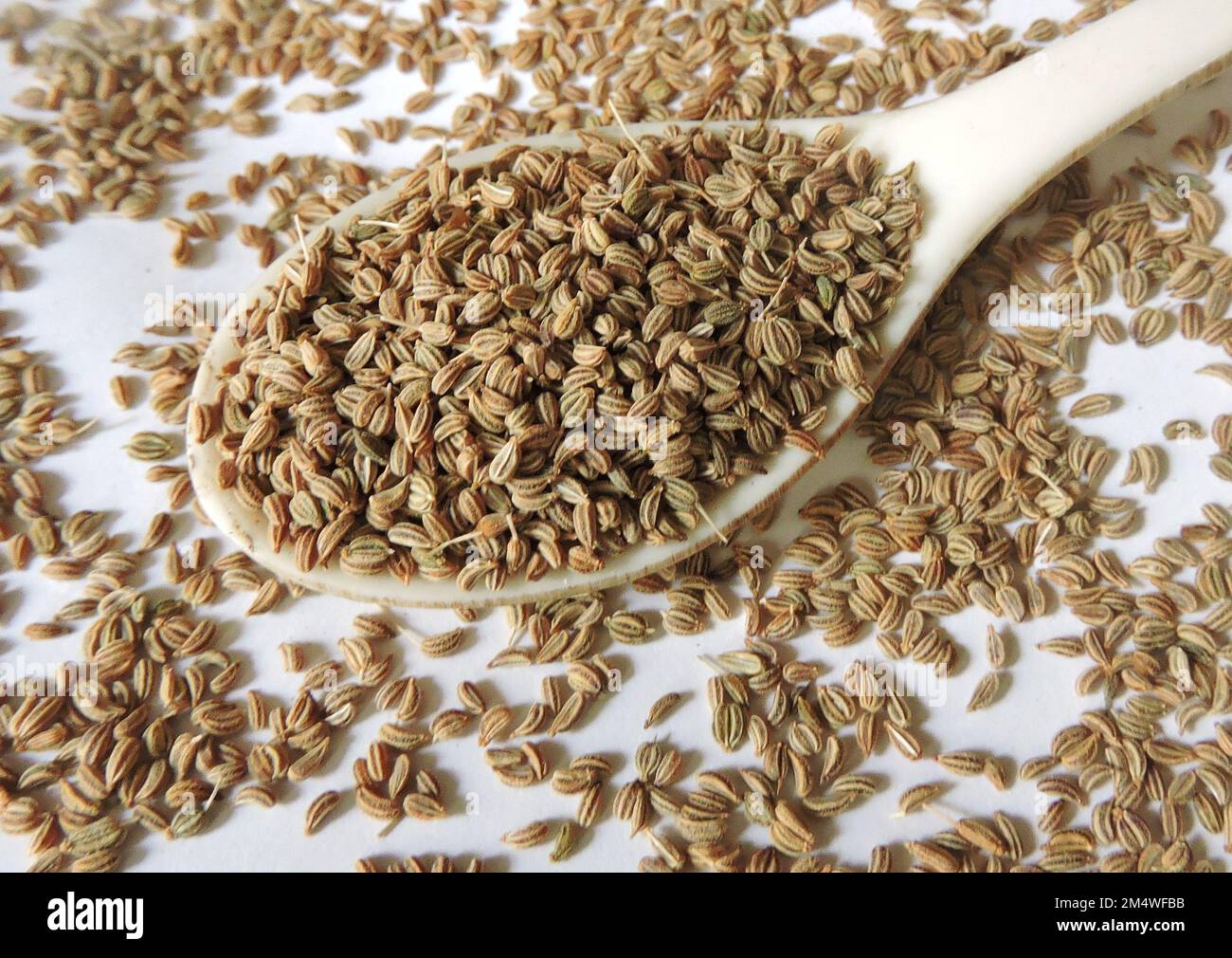 Spice Ajwain or weed. Scientific name Trachyspermum ammi