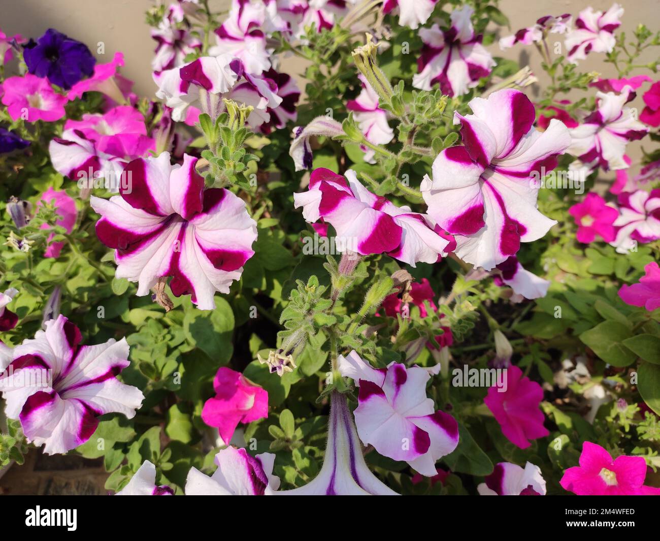 Garden flowering plant - Petunia. Color - purple and white mixed. Stock Photo