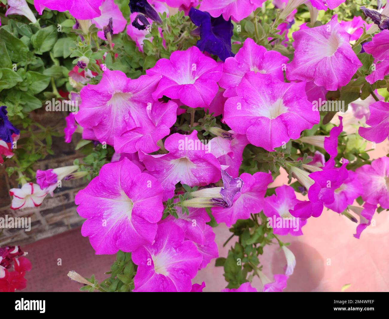 Garden flowering plant - Petunia. Color - pink Stock Photo