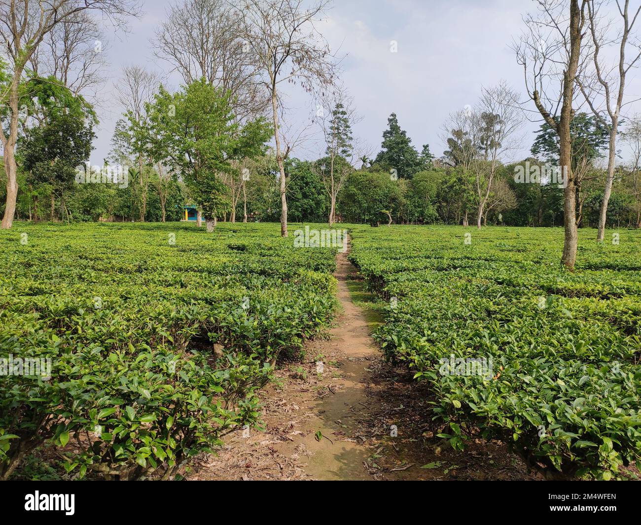 Landscape of a tea garden of Assam, India Stock Photo Alamy