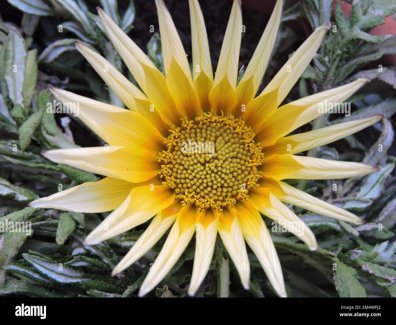Garden flowering plant- Gazania rigens. Family- Asteraceae. Common name- Treasure Flower, African Daisy, Gazania. Stock Photo