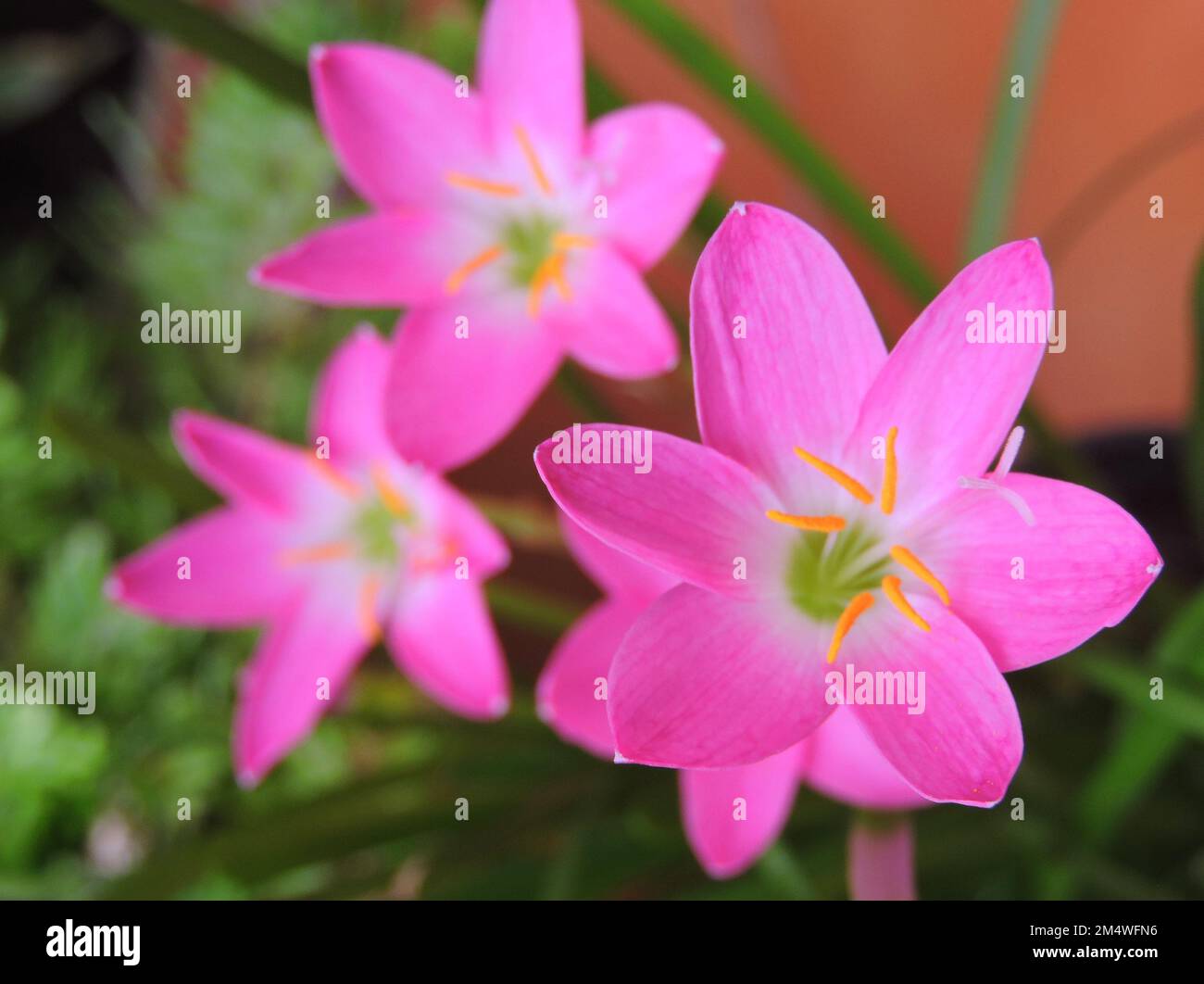 Zephyranthes rosea, commonly known as the Cuban zephyrlily, rosy rain lily, rose fairy lily, rose zephyr lily or the pink rain lily. Stock Photo