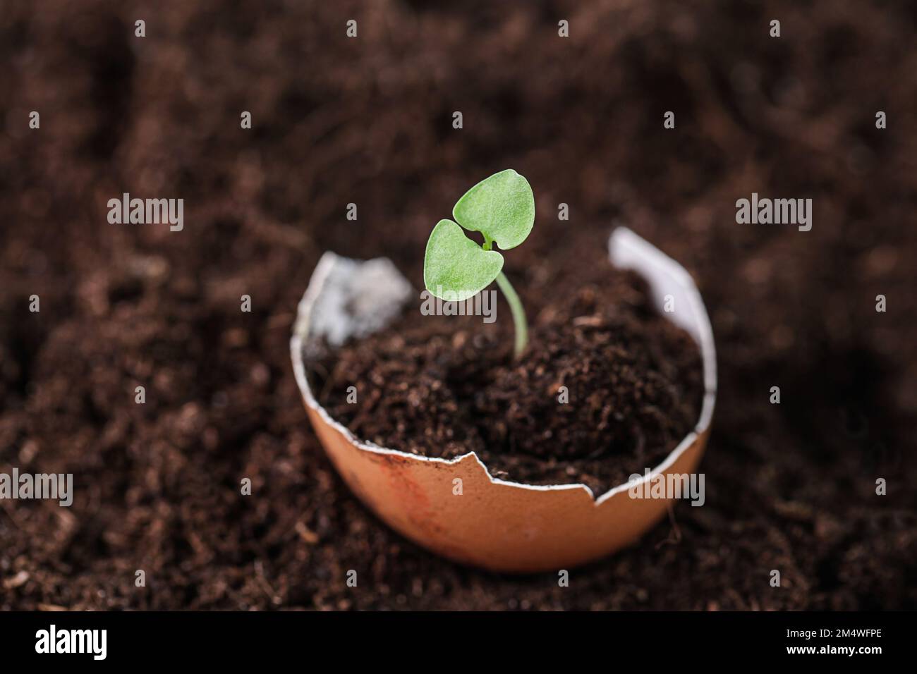 Growing plants. Young plants growing in egg shell on ground background. Home gardening Natural Fertilizer. Gardening concept Stock Photo