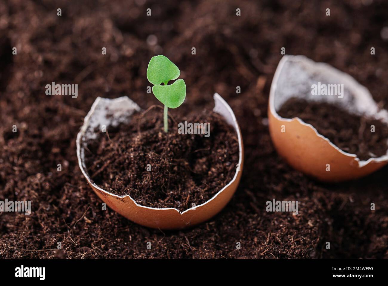 Egg shells as Natural Fertilizer. Young plants growing in egg shell. Gardening concept Stock Photo