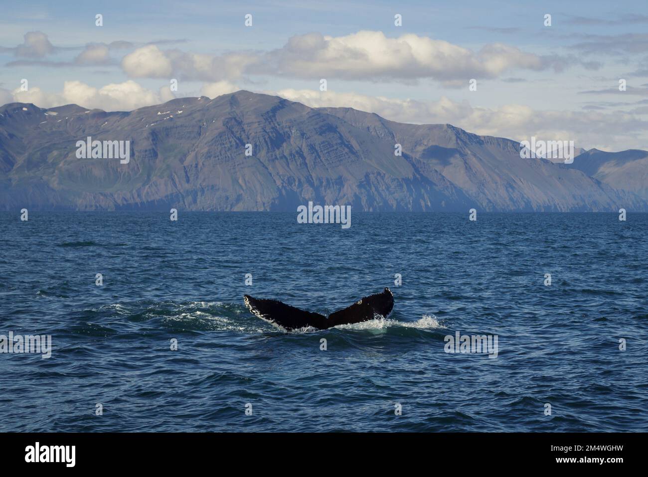 Killer whale tail in ocean water landscape photo Stock Photo