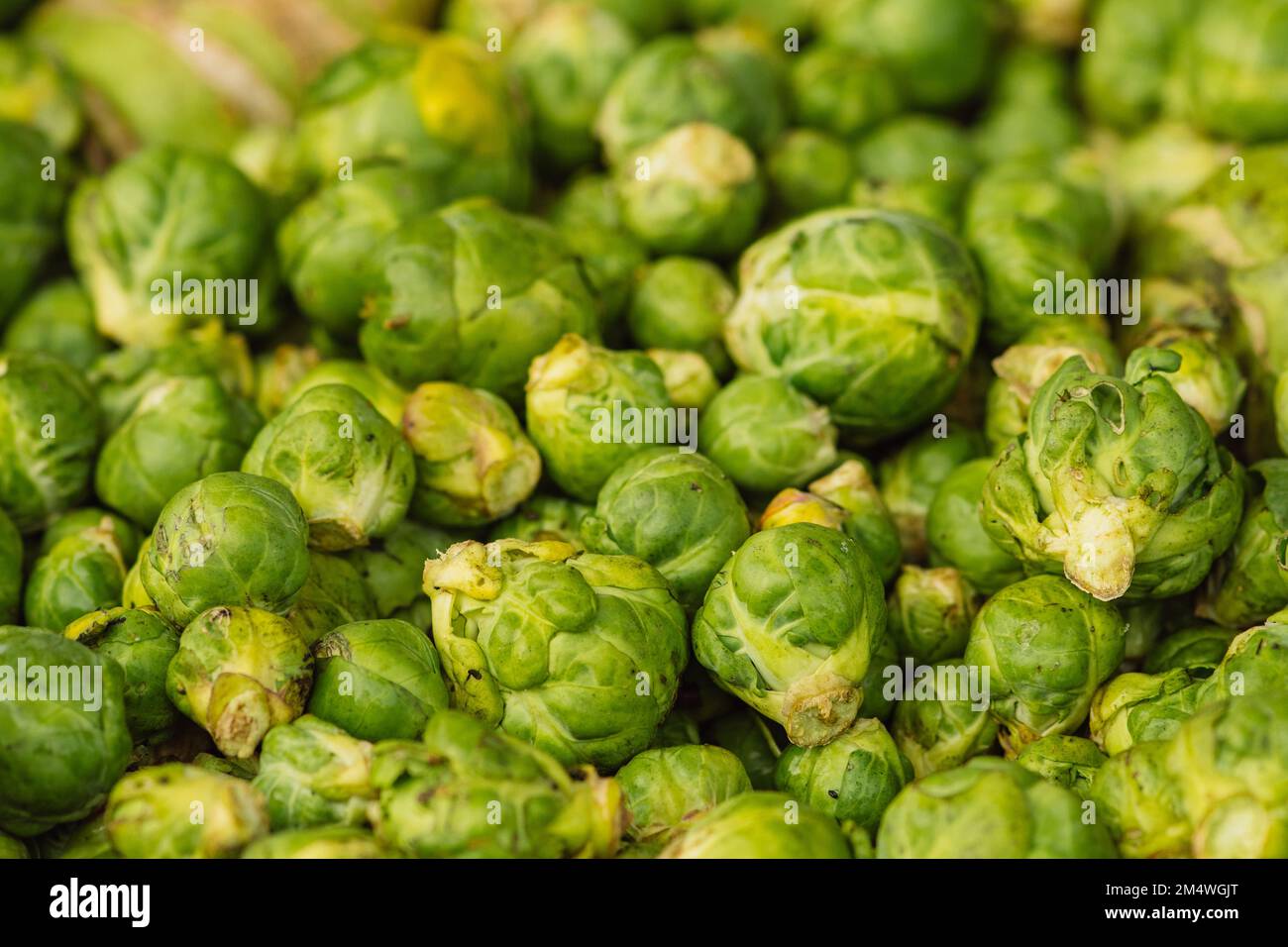 Green Brussels sprouts or little cabbages broccoli in a farmer