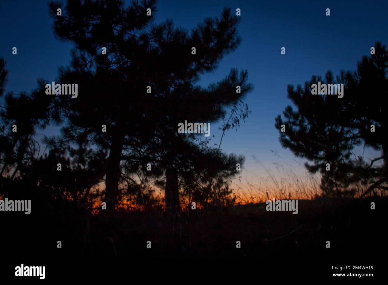 Photography of tree silhouettes hi-res stock photography and images - Alamy