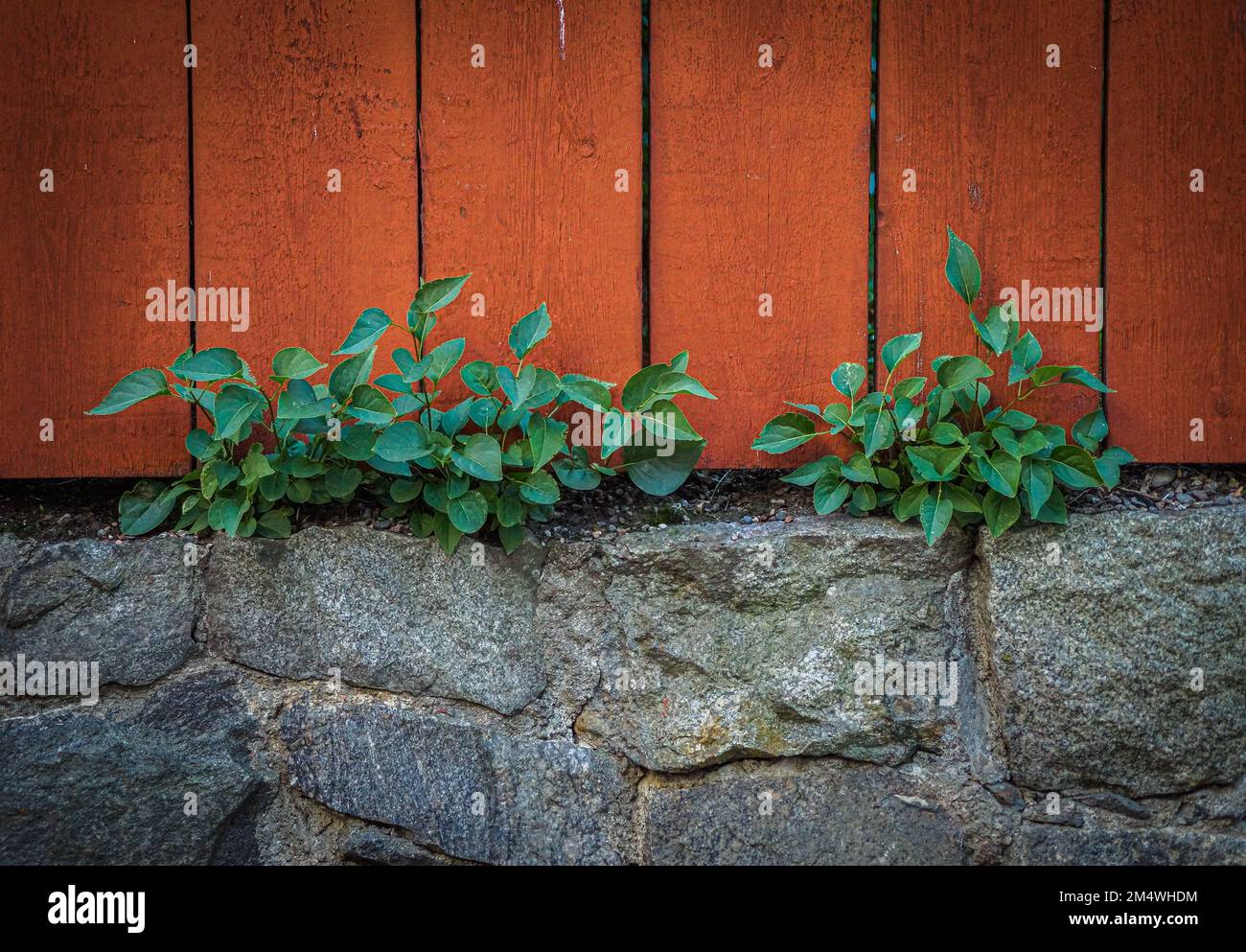 Plants growing on wall hi-res stock photography and images - Alamy