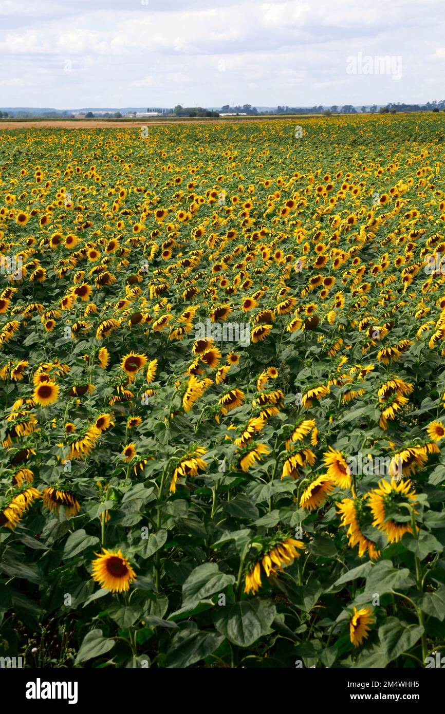 Field of sunflowers near March town; Cambridgeshire; England; UK Stock