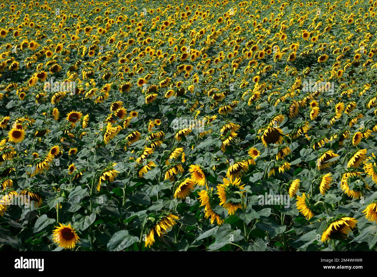 Field of sunflowers near March town; Cambridgeshire; England; UK Stock