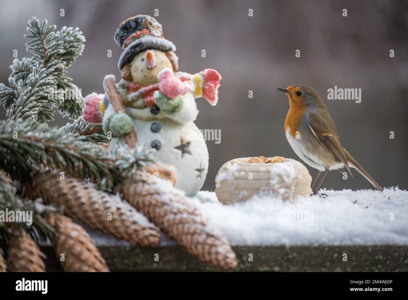 Vogel - Rotkehlchen im Winter an Schneemann und Tannenzapfen Stock Photo