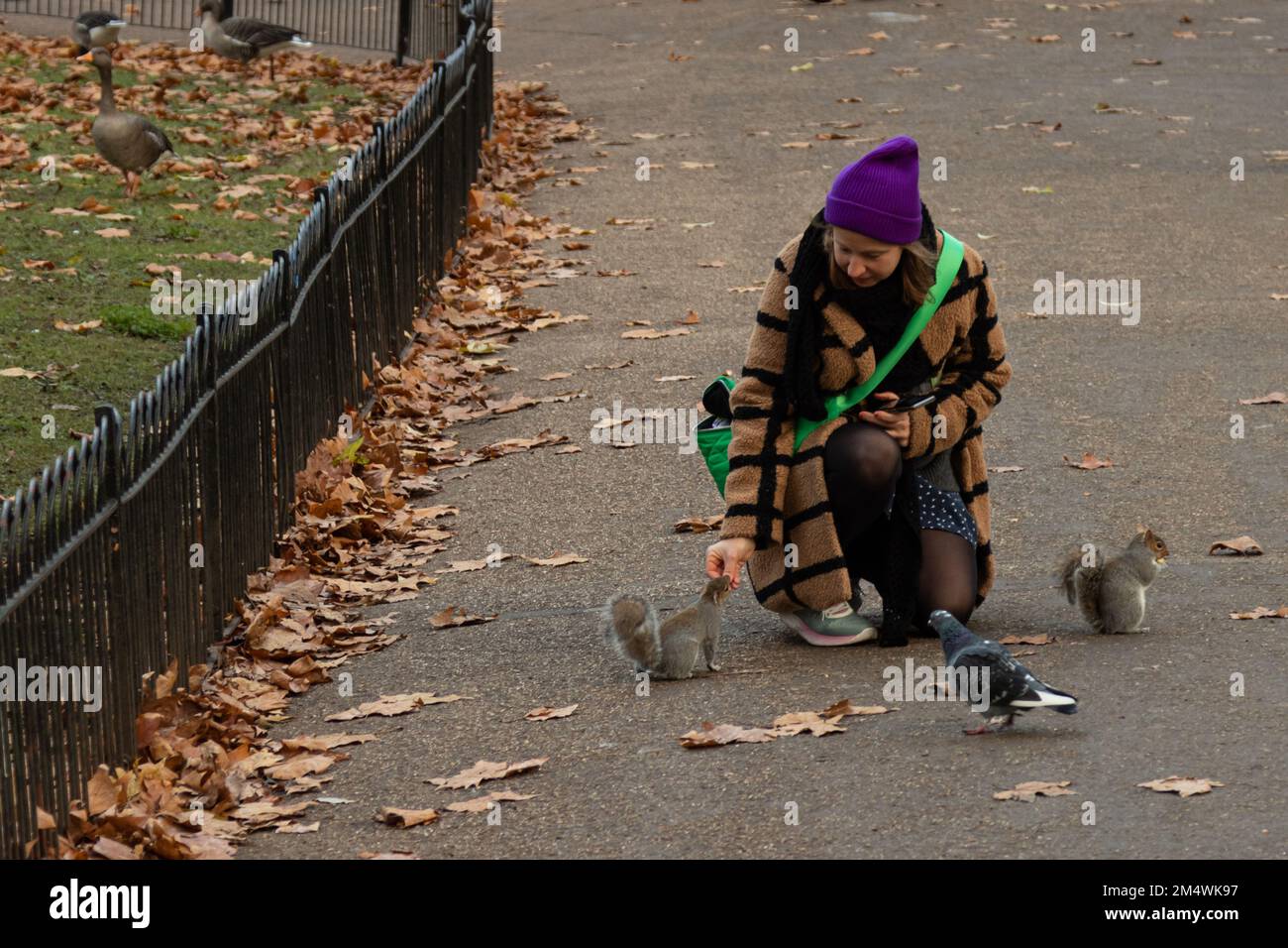 A kind woman feeding the squirrels at St James' park in autumn in