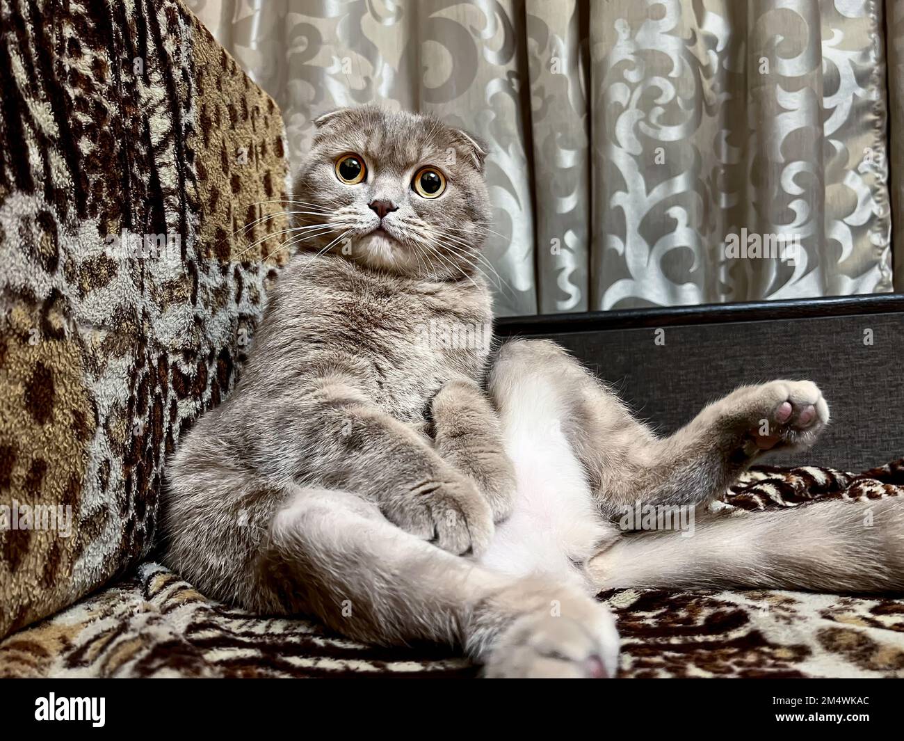 cute gray fluffy cat sits on the sofa with big yellow eyes Stock Photo ...