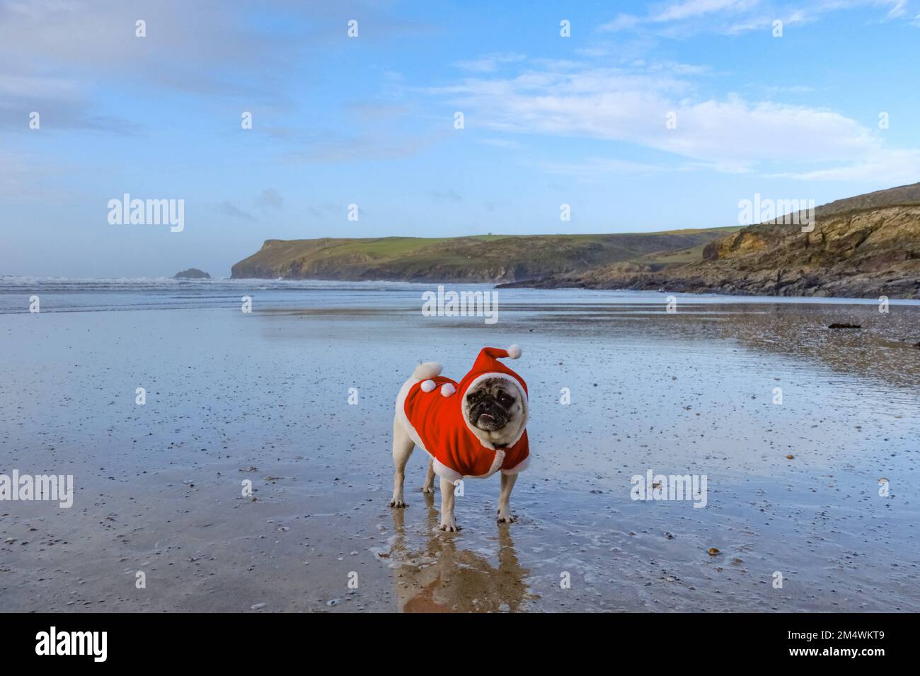 Polzeath, Cornwall, UK.23rd December 2022. UK Weather. It was blustery but fine on the beach at Polzeath this afternoon with Dennis the Pug sporting his Xmas outfit. Credit SImon Maycock / ALamy Live News. Stock Photo