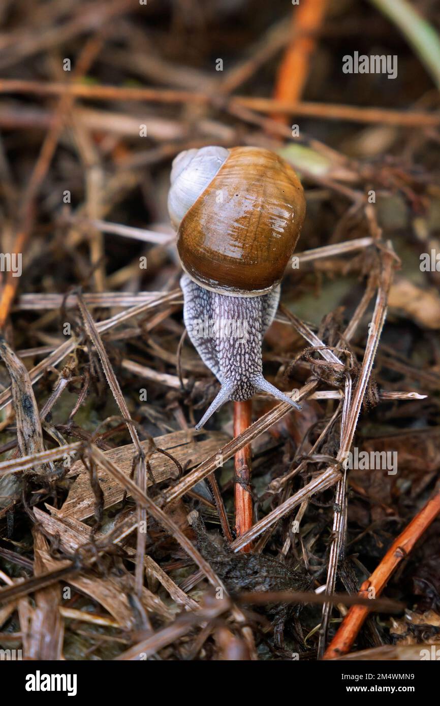 garden snail macro shot ( Helix pomatia ) Stock Photo