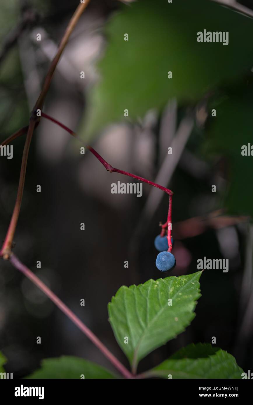 A closeup view of Black Peppervine berries with the red stem hanging on