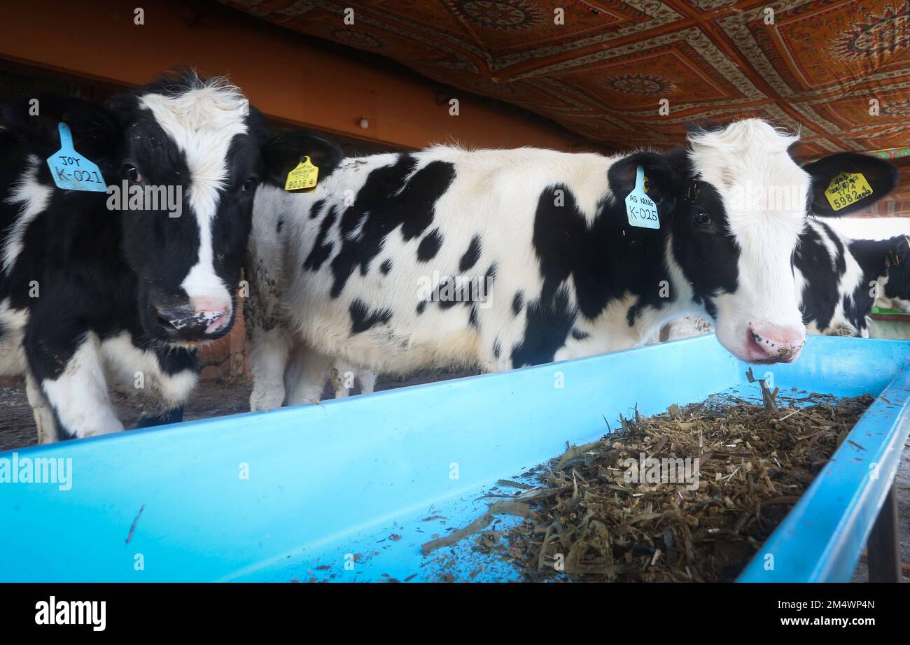 Milkproject hires stock photography and images Alamy
