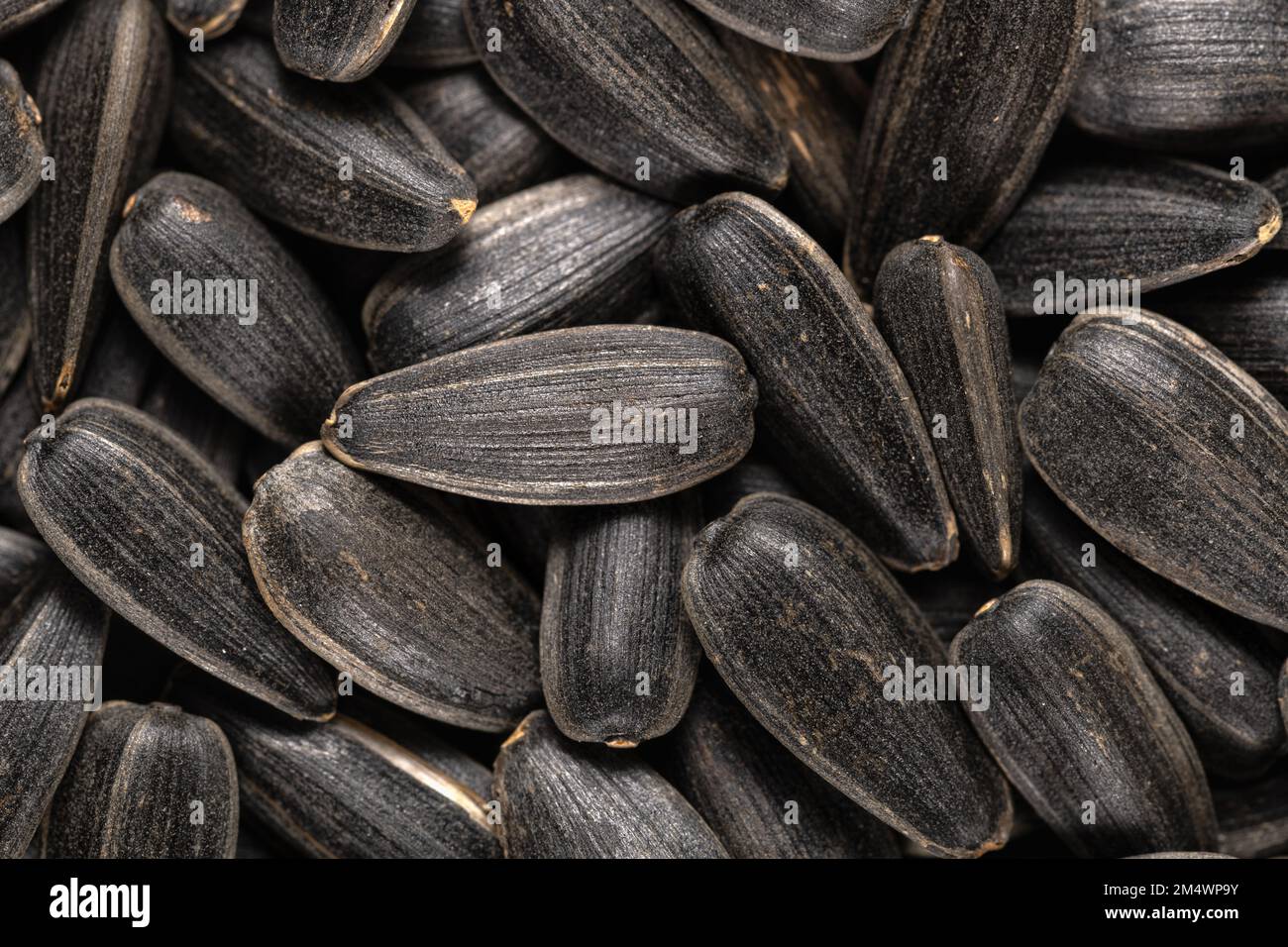 Macro image of organic black sunflower seeds, texture and background ...