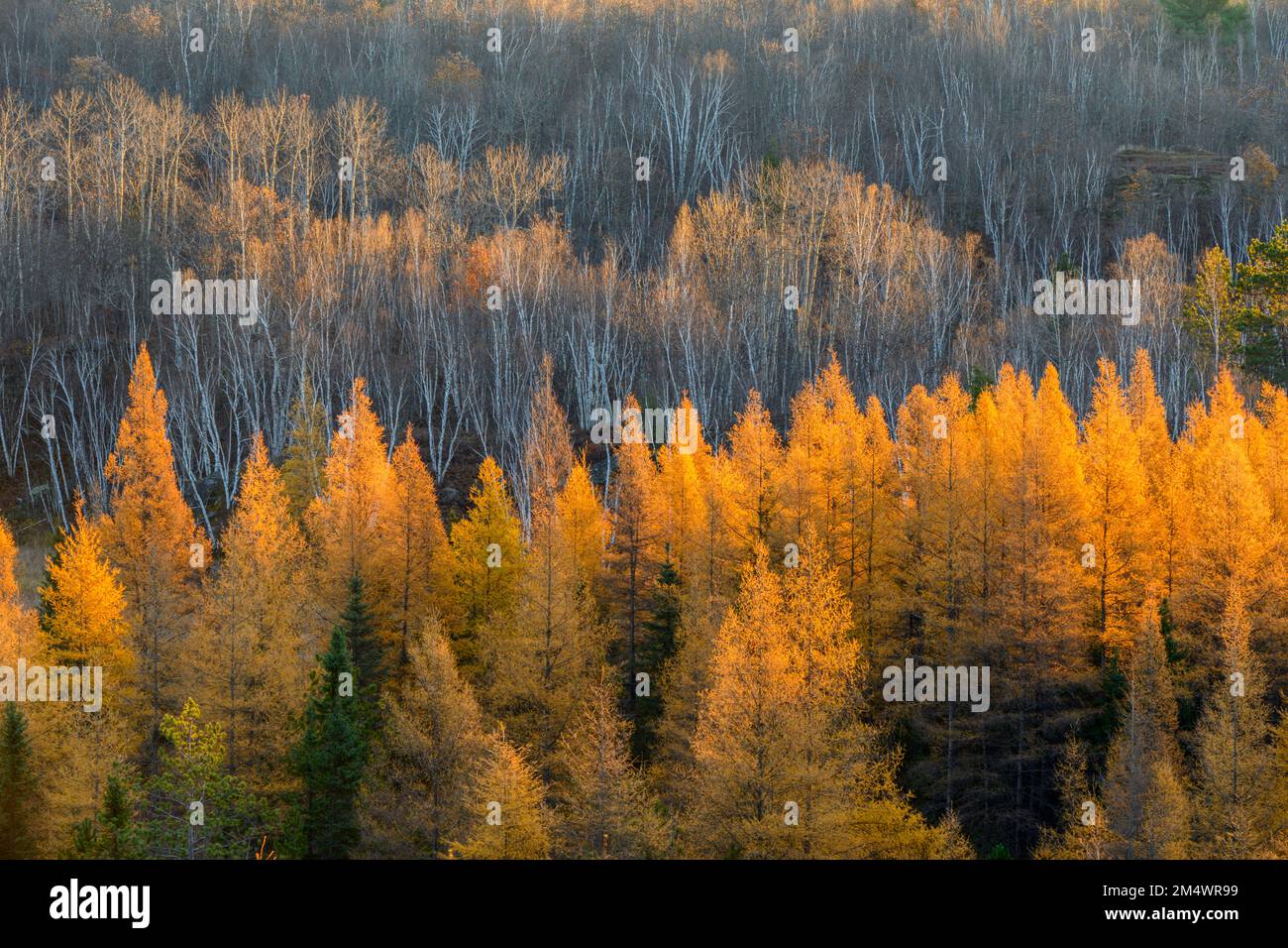frosted autumn larches, Greater Sudbury, Ontario, Canada Stock Photo
