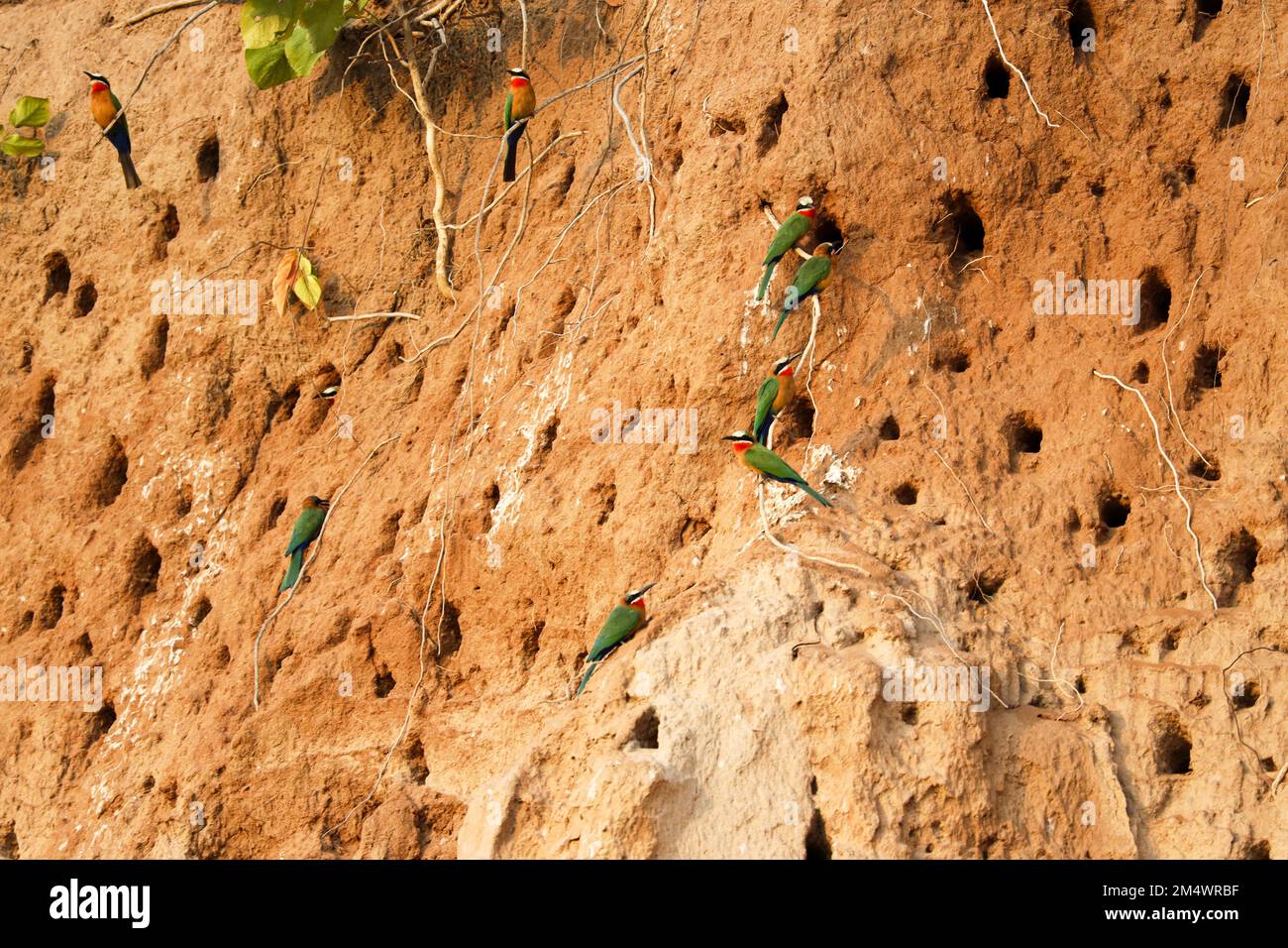 White-fronted Bee-eaters nest in large colonies, digging tunnels up to 2 meters long on the soft alluvium of riverbanks around Africa. Stock Photo