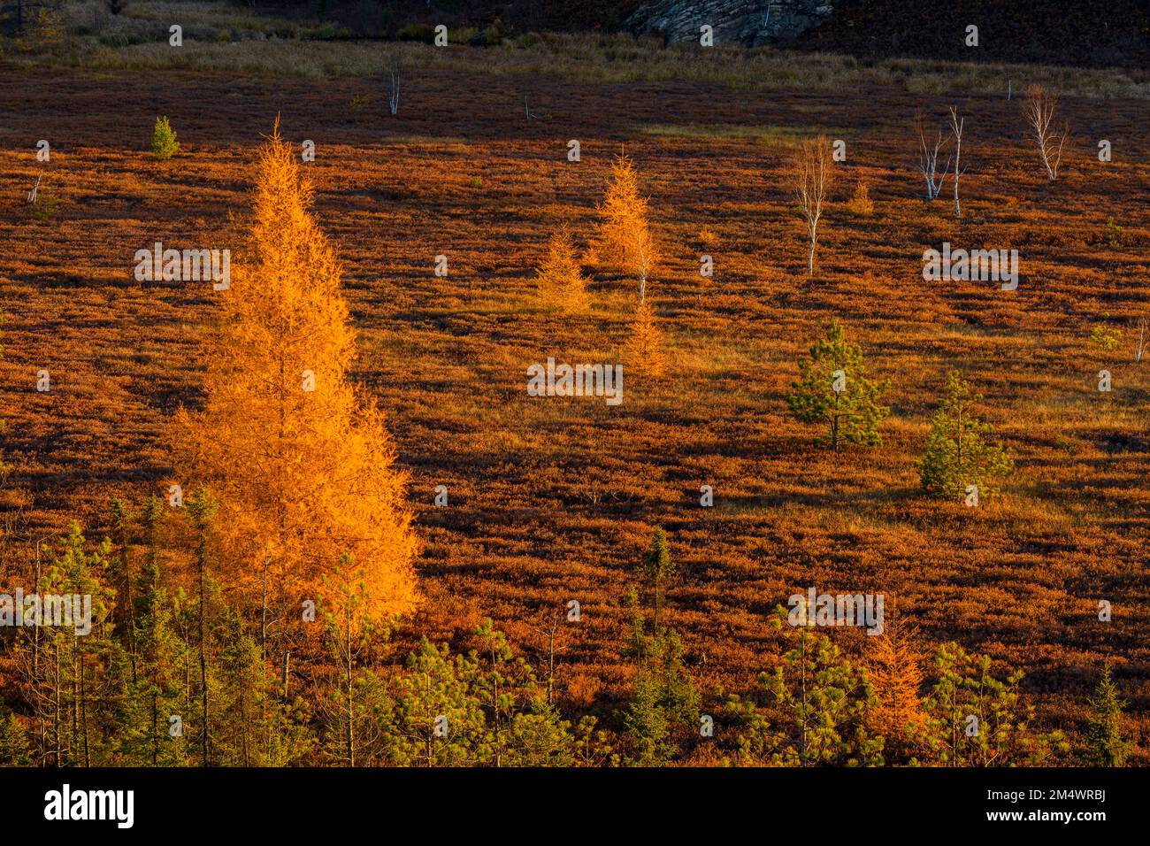 frosted autumn larches, Greater Sudbury, Ontario, Canada Stock Photo
