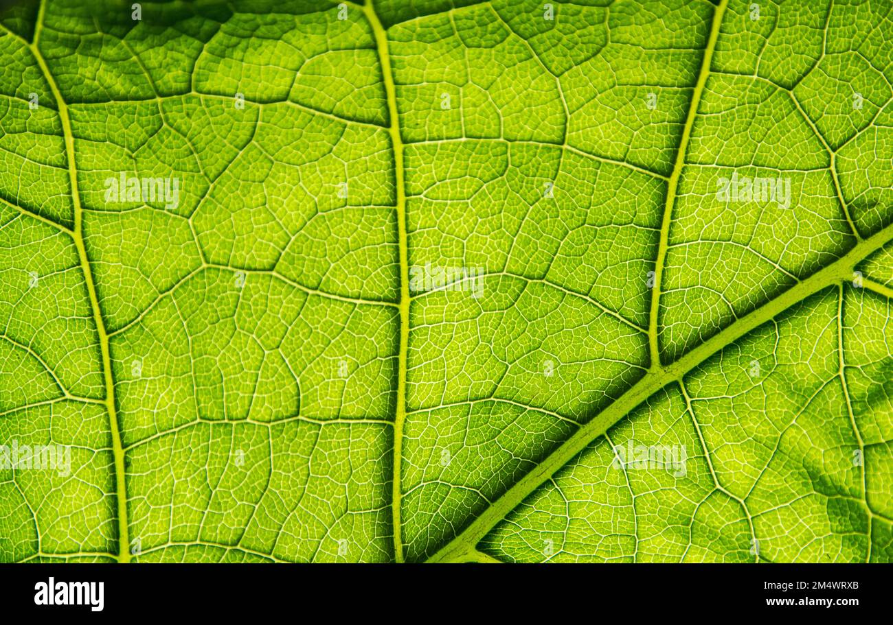 Vein close up hi-res stock photography and images - Alamy