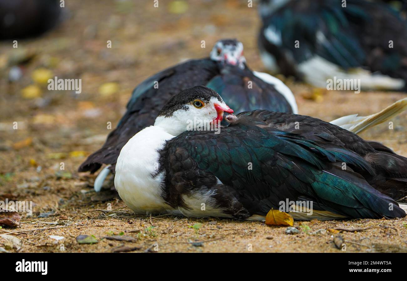 Three Domestic muscovy ducks are sitting.Red face Muscovy ducks.White, black and red Muscovy duck in nandavan zoo of raipur, chhattisgarh Stock Photo