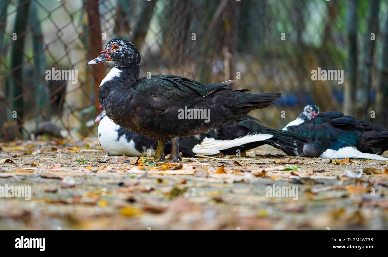 Three Domestic muscovy ducks.Red face Muscovy ducks.White, black and red Muscovy duck in nandavan zoo of raipur, chhattisgarh Stock Photo