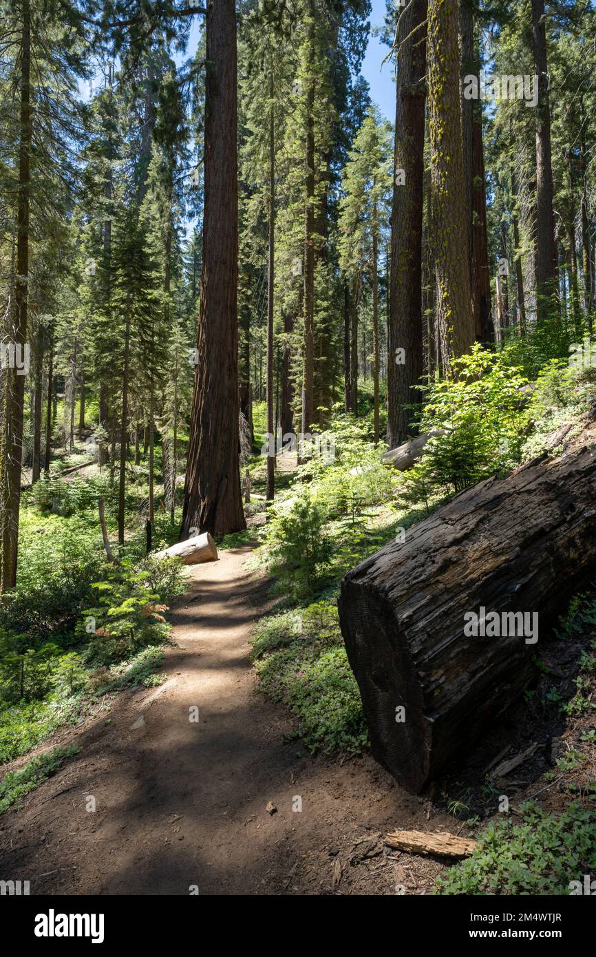 Dirt Trail Passes Downed Log On The Way Toward Sequoia Trees in Sequoia National Park Stock Photo