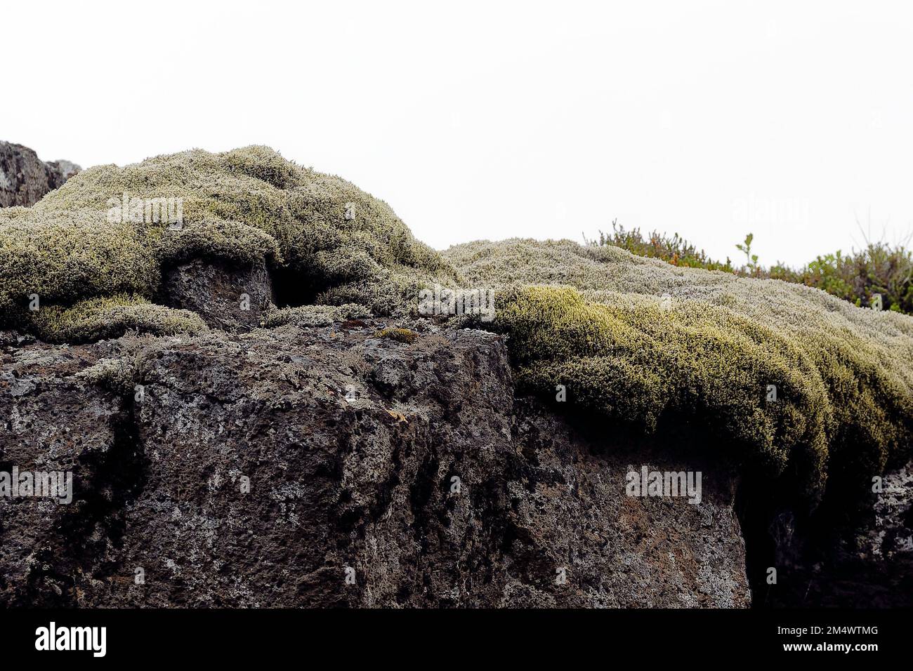 Icelandic lichen Stock Photo