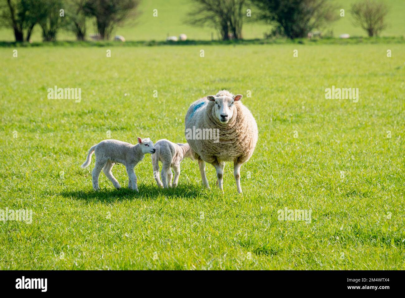 Mother sheep and her lambs in spring Stock Photo