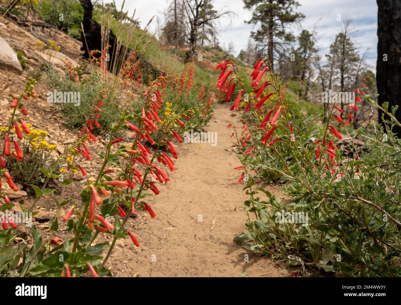 Firecracker Penstemon Line the Trail through Bryce Canyon National Park Stock Photo