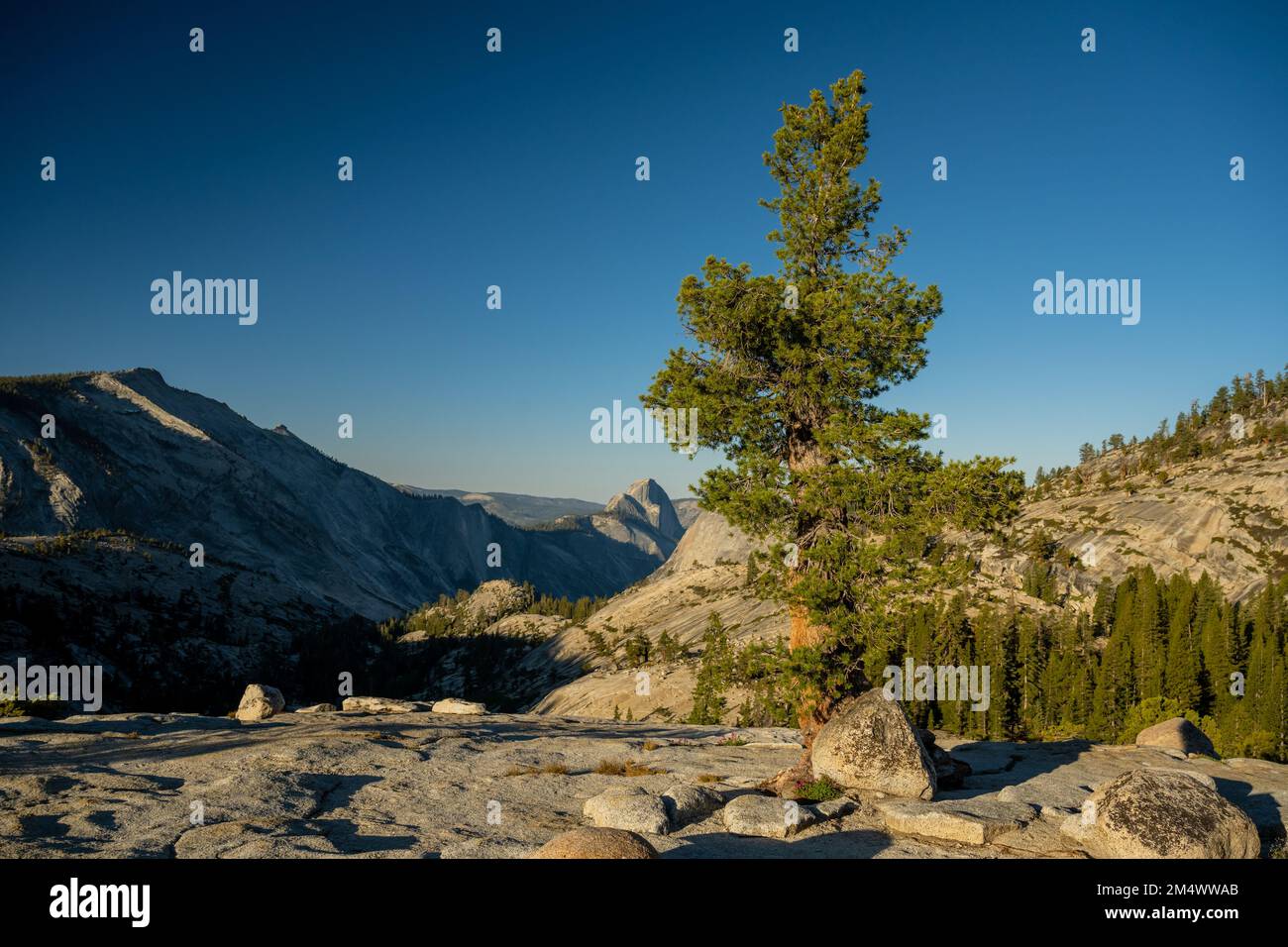 Foxtail Pine Stands Tall On Granite Overlook Surrounded By Glacial Boulders with Half Dome in the Distance Stock Photo