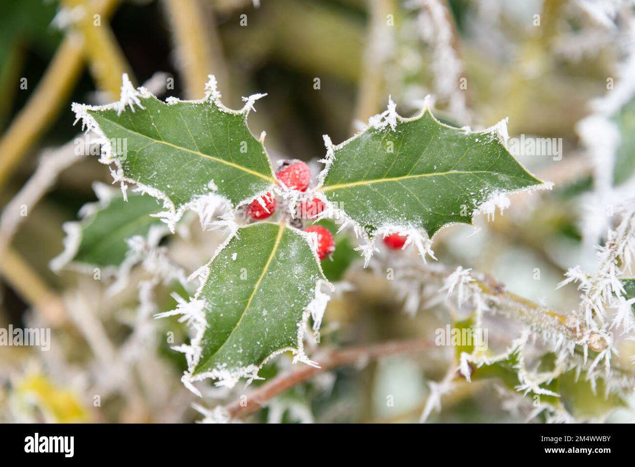 Lightshade On Holly at Alton Davis blog