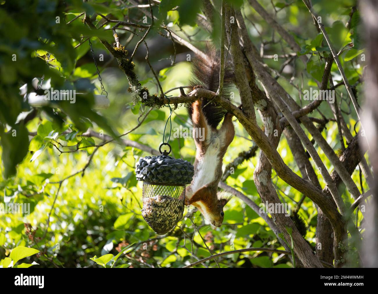 red squirrel hanging upside down on a  bird feeder eating seeds. blurred natural background Stock Photo