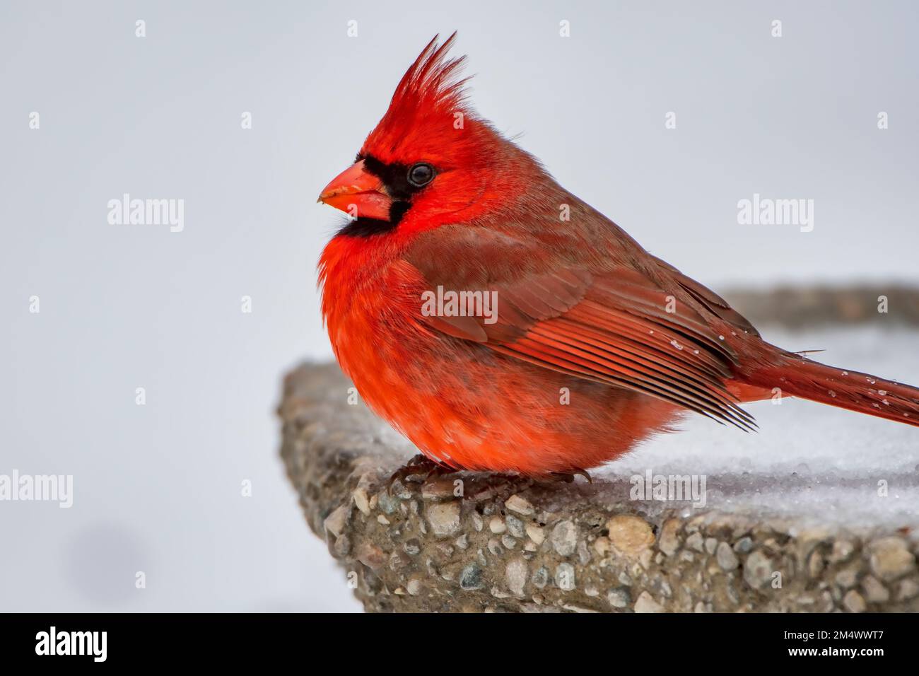Male Northern Cardinal Perched on Side of Icy Birdbath in Louisiana Winter Stock Photo